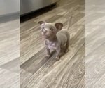 Small Photo #12 Chihuahua Puppy For Sale in ARANSAS PASS, TX, USA
