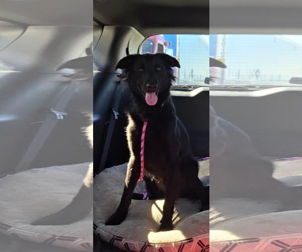 Medium Photo #3 Labrador Retriever-Unknown Mix Puppy For Sale in San Diego, CA, USA