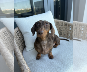 Milo - Female Dachshund Dog for Adoption - Photo #2