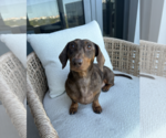 Small Photo #2 Dachshund Puppy For Sale in Weston, FL, USA
