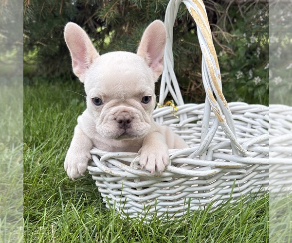 Medium Photo #2 French Bulldog Puppy For Sale in MIDDLEBURY, IN, USA