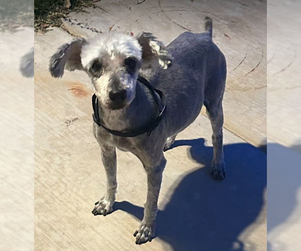 Medium Photo #2 Mutt Puppy For Sale in Cranston, RI, USA