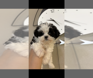 Maltipoo (Toy) Puppy for sale in PUNTA GORDA, FL, USA
