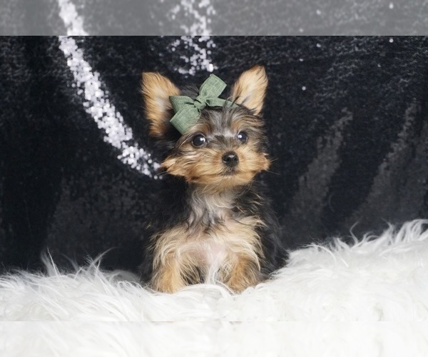 Medium Photo #3 Yorkshire Terrier Puppy For Sale in WARSAW, IN, USA