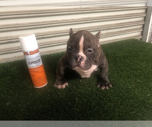 American Bully Puppy for Sale in LONG BEACH, California USA