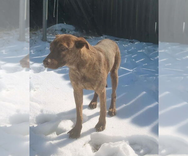 Medium Photo #4 Mutt Puppy For Sale in Boston, MA, USA