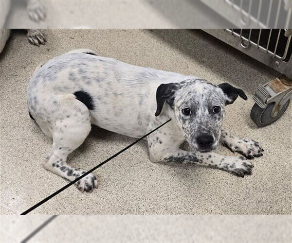 Medium Photo #1 Mutt Puppy For Sale in Riverside, CA, USA