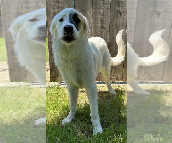 Medium Photo #1 Great Pyrenees Puppy For Sale in Great Bend, KS, USA