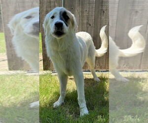 Medium Great Pyrenees
