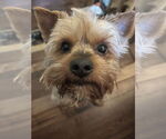 Small #1 Mutt