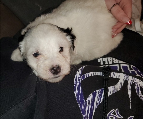 Medium Photo #12 Bernedoodle (Miniature) Puppy For Sale in LEETONIA, OH, USA