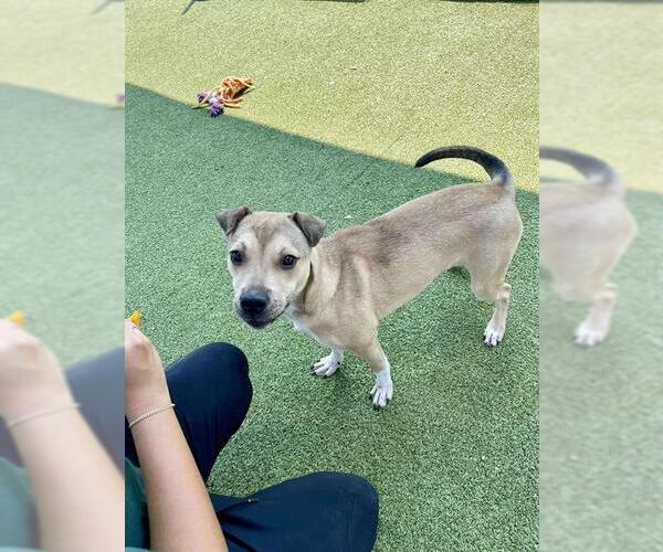 Medium Photo #2 American Pit Bull Terrier Puppy For Sale in Pasadena, TX, USA
