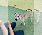 Small #1 American Pit Bull Terrier