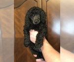 Small #1 Poodle (Standard)