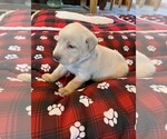 Small Photo #14 Labrador Retriever Puppy For Sale in LEASBURG, MO, USA