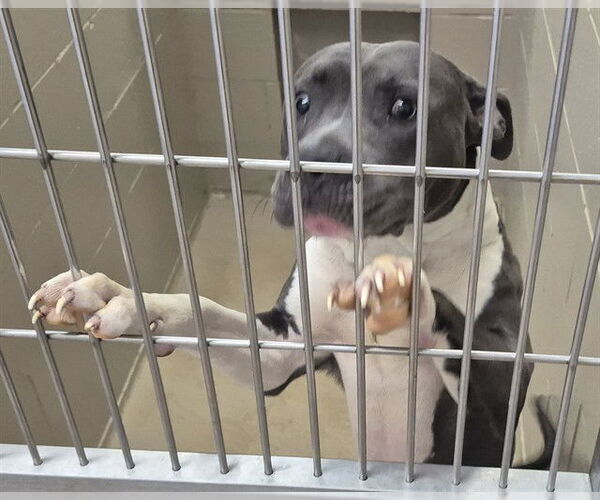 Medium Photo #1 American Pit Bull Terrier Puppy For Sale in Decatur, IL, USA