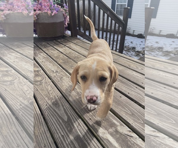 Medium Photo #2 Labbe Puppy For Sale in Hinckley, IL, USA