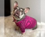 Small #1 French Bulldog