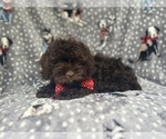 Small #3 ShihPoo