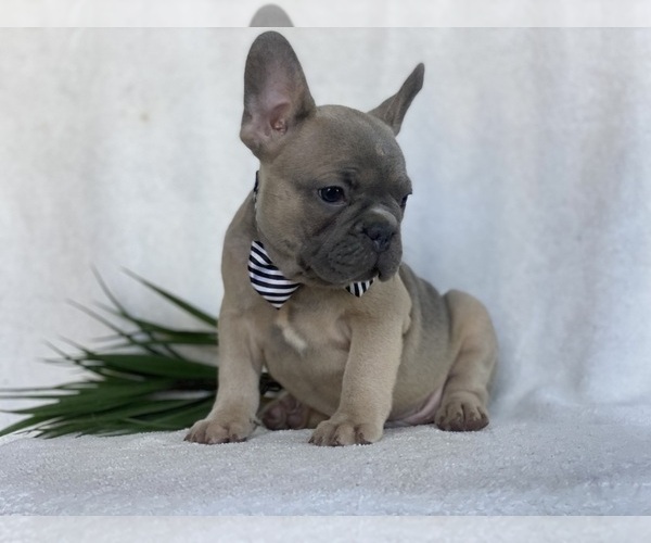 Medium Photo #4 French Bulldog Puppy For Sale in EAST EARL, PA, USA
