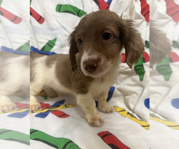 Medium Photo #1 Dachshund Puppy For Sale in LUMBERTON, NC, USA