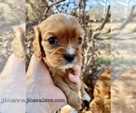 Puppy Paris Cavalier King Charles Spaniel