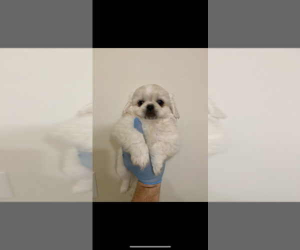 Medium Photo #2 Pekingese Puppy For Sale in PEARLAND, TX, USA