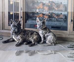 Father of the French Bulldog puppies born on 04/29/2025