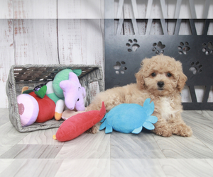 Poochon Puppy for sale in MARIETTA, GA, USA