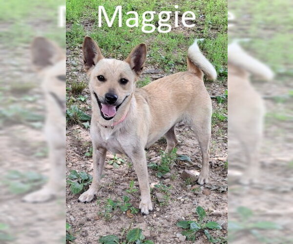 Medium Photo #2 Red Heeler-Unknown Mix Puppy For Sale in Mountain View, AR, USA
