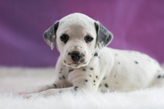 Dalmatian Puppy for sale in KENT, OH, USA