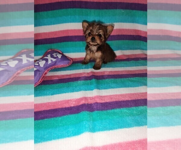 Medium Photo #3 Yorkshire Terrier Puppy For Sale in LAPEER, MI, USA