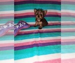 Small #2 Yorkshire Terrier