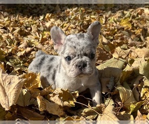 French Bulldog Puppy for sale in SHELBYVILLE, IN, USA