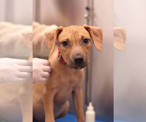 Mutt Dogs for adoption in Philadelphia, PA, USA