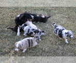Small Photo #2 Australian Shepherd Puppy For Sale in LASCASSAS, TN, USA