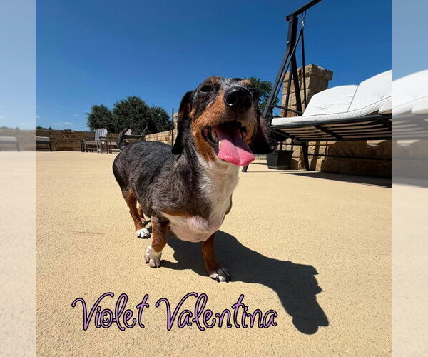Medium Photo #18 Dachshund Puppy For Sale in San Antonio, TX, USA