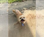 Small #1 Shih Tzu Mix