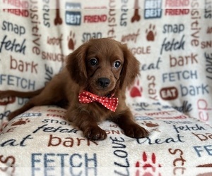 Cavapoo Puppy for sale in LAKELAND, FL, USA