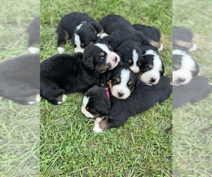 Bernese Mountain Dog Litter for sale in BEDFORD, IN, USA