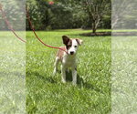 Small #1 Australian Shepherd
