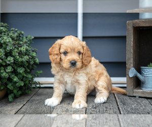 Cavapoo Litter for sale in NAPPANEE, IN, USA