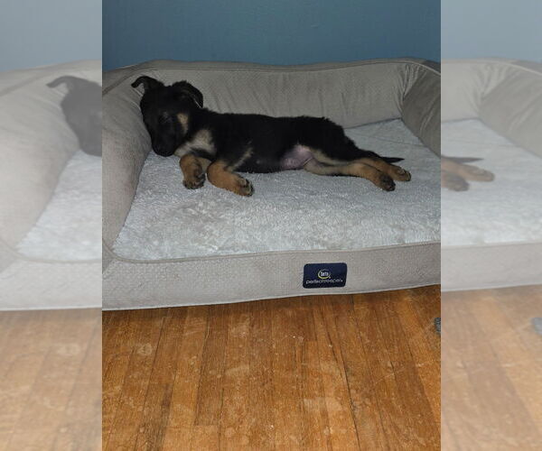 Medium Photo #3 German Shepherd Dog Puppy For Sale in Minneapolis, MN, USA