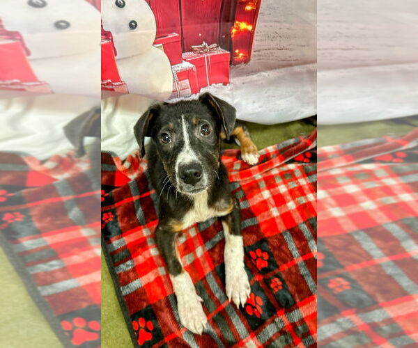 Medium Photo #2 Mutt Puppy For Sale in Bryant, AR, USA