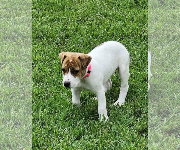 Medium Photo #25 Labrador Retriever-Unknown Mix Puppy For Sale in Rosenberg, TX, USA