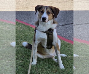Felix - Male Australian Shepherd-Unknown Mix Dog for Adoption - Photo #2