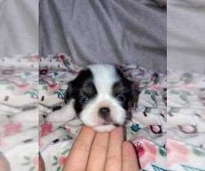 Japug Puppy for sale in SALEM, OR, USA