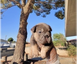 French Bulldog Puppy for sale in DENVER, CO, USA