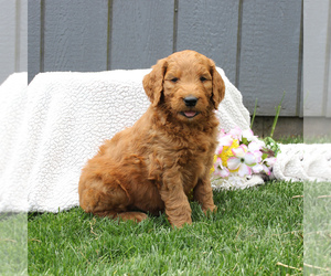 Goldendoodle-Poodle (Standard) Mix Puppy for sale in EAST EARL, PA, USA