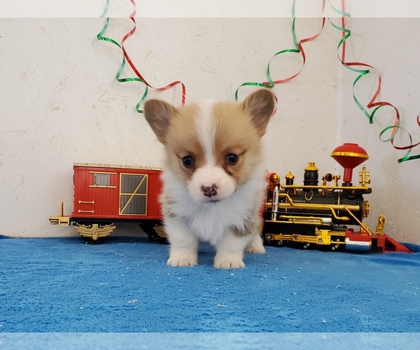 Medium Photo #7 Pembroke Welsh Corgi Puppy For Sale in CLARK, MO, USA